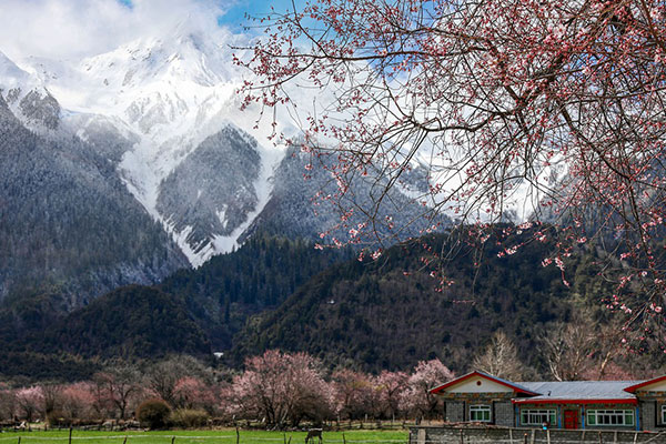成都到林芝旅游包車 不一樣的西藏風光